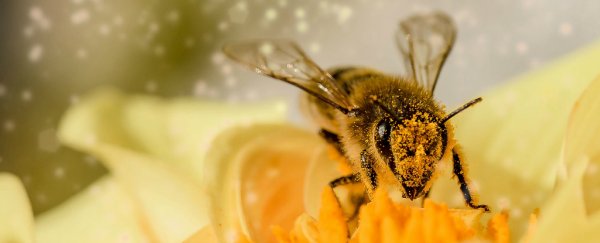 There's now very strong evidence we really are killing our bees