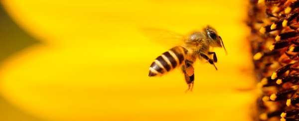 Turns out bees can be right- or left-handed, just like humans