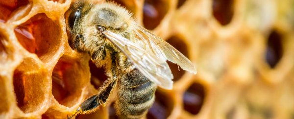 Bees are getting addicted to harmful, nictotine-like insecticides, study suggests