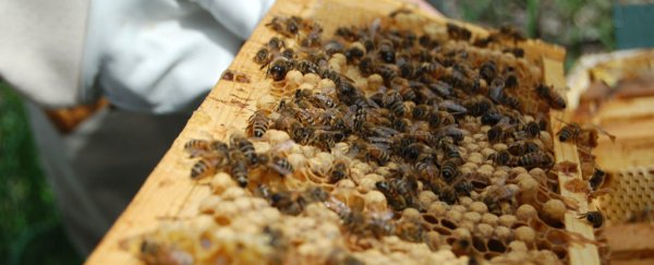 South Carolina just obliterated millions of bees by accident