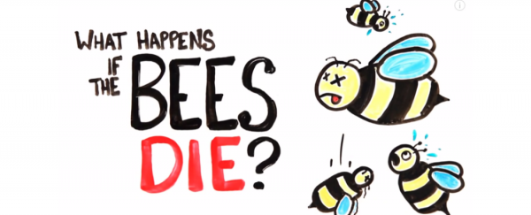 WATCH: What happens when all the bees die?