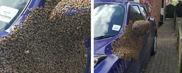 Thousands of bees took over a car in the UK and beekeepers are struggling to make them leave
