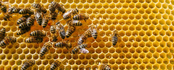 We can now add bees to the list of animals that can count to zero