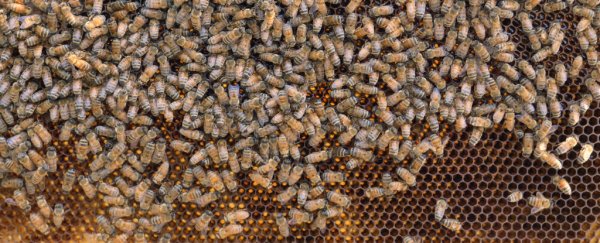 This house had 30,000 aggressive bees living inside its walls