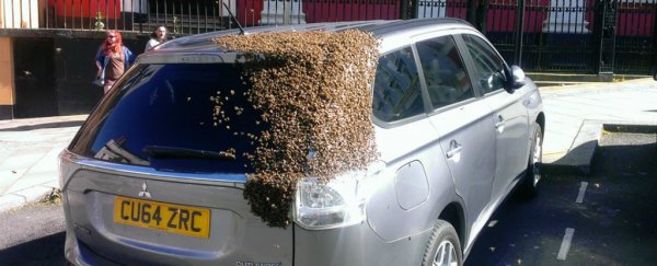 Thousands of bees chased this car for 2 days looking for their queen