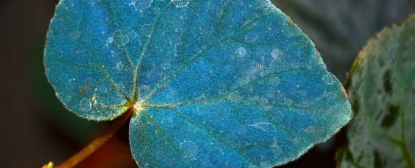Thanks to quantum mechanics, this plant glows bright blue to survive in the dark