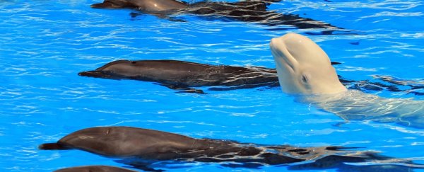 A beluga whale living with dolphins swapped her language for theirs