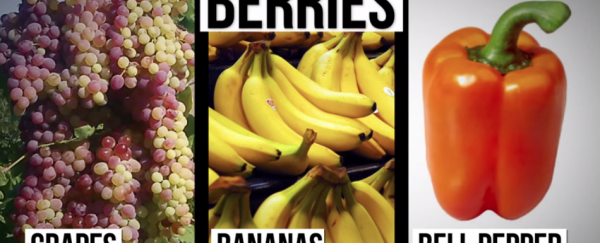 Here's why corn is a fruit, capsicums are berries, and rhubarb's a vegetable