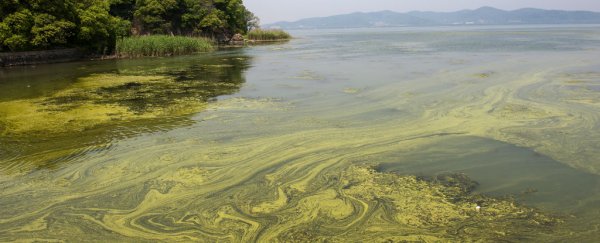 Exposure to algae toxin could increase the risk of Alzheimer's-like illnesses