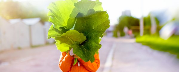 The reason why some leaves can grow so huge is totally not what we thought