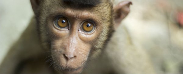 Sorry, but big-brained mammals are more likely to go extinct, researchers say