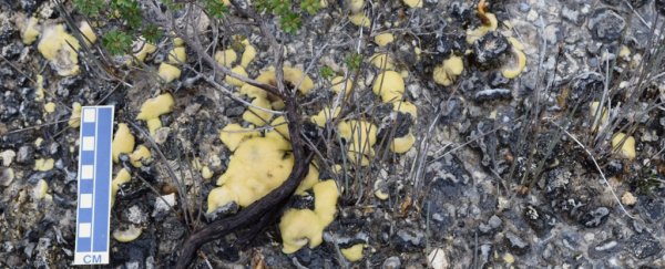 Specimens of Earth's oldest known life forms have been discovered in Tasmania