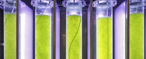 Gene-editing algae doubles biofuel output potential