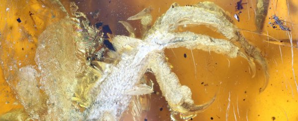 This 100-million-year-old bird trapped in amber is the best we've ever seen