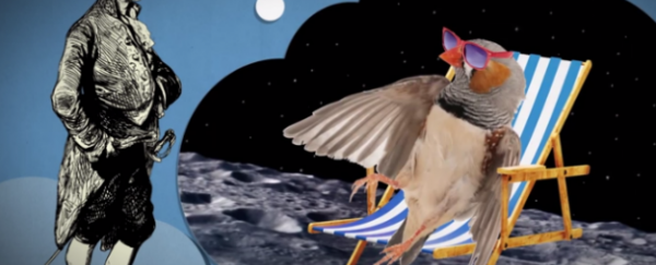WATCH: Where do birds go in winter?