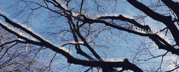 The internet is understandably mad over these bird spikes installed in a tree
