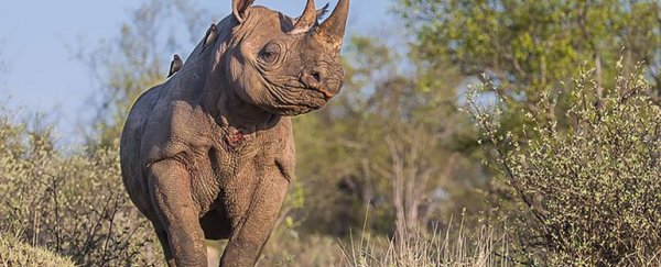 Black rhino genome will be sequenced before it’s too late, thanks to crowdfunding