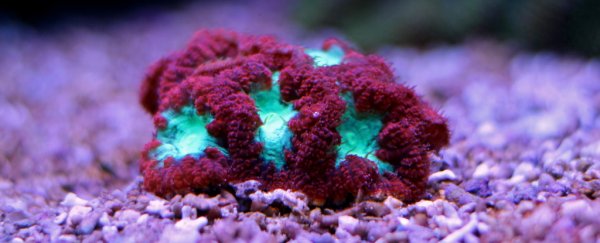 Corals found deep in the ocean produce their own sunlight to survive