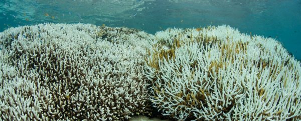 Your sunscreen is contributing to the decline of coral reefs