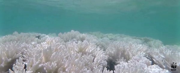 93% of the Great Barrier Reef is now damaged by coral bleaching