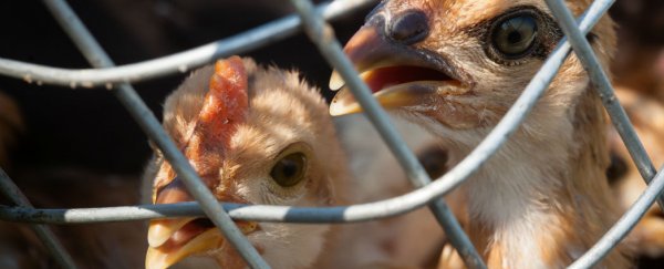 New vaccines effective against H5N1, H7N9 avian influenza strains