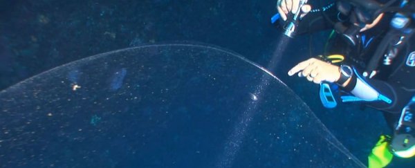 Watch: Divers in Turkey stumble across a gelatinous blob the size of a car