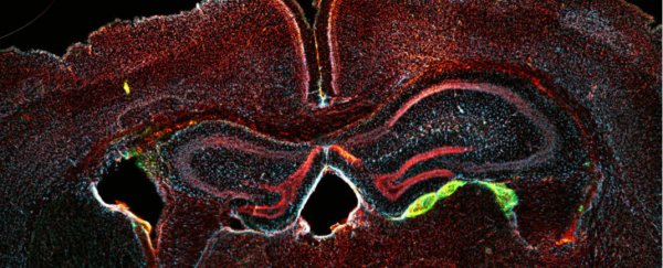 Scientists can now convert human blood samples into nerve cells