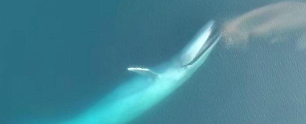 WATCH: The tactics massive blue whales use to catch krill