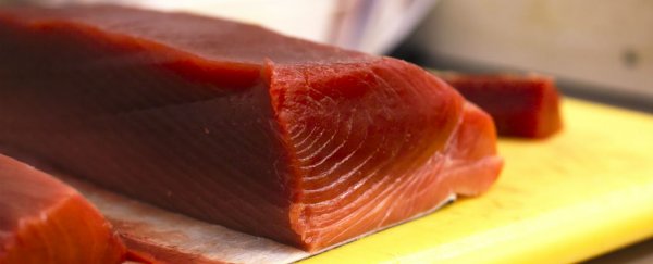 Scientists breed bluefin tuna in captivity for the first time