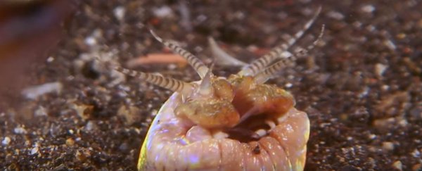 This hell worm dragging prey into its underground lair is giving us anxiety