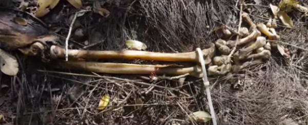WATCH: Take a tour of the world's largest body farm