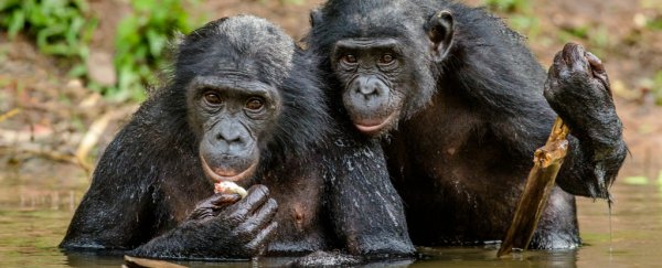 Bonobos volunteer to help strangers, making them more human than we thought