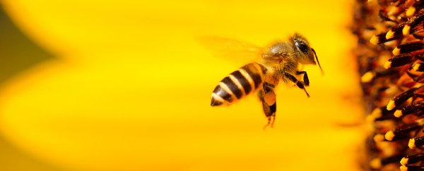 Bee brains could help your camera take better photos