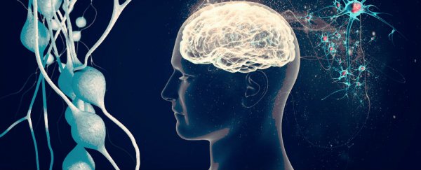 Neuroscientist says he's solved the mystery of why our brains use so much energy