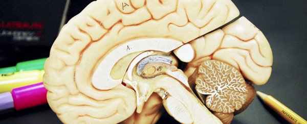 Scientists might have just discovered a whole new role for the thalamus