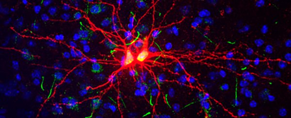 The adult brain can regenerate neurons in an unexpected area, says new study