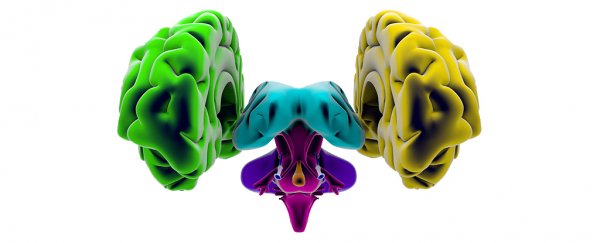 This new gene map could force a rethink of how vertebrate brains evolved
