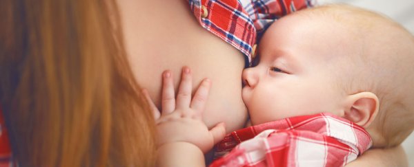 Women's breasts start to eat themselves once they're done breastfeeding
