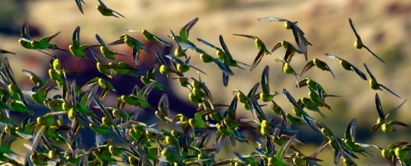 Here's why birds never crash into each other in mid-air