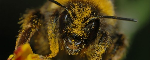 World’s most widely used insecticide proven to damage bees’ brains