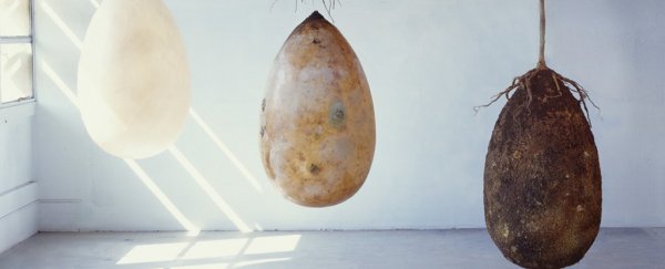 Two designers want to turn your body into a tree with these eco burial pods