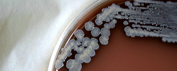 These bacteria can live for years in distilled water, and cause abscess, seizures and death