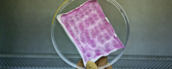 This anti-microbial bandage helps prevent infections in serious burns patients