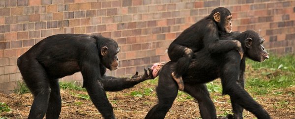 Humans might have evolved to identify faces like chimps recognise butts
