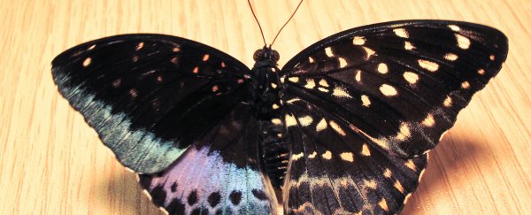 Unusual butterfly sports multi-sex wings