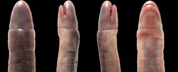 WATCH: This worm-like amphibian is eating its mother alive