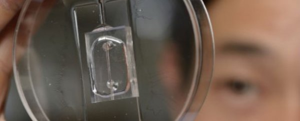 New device gives unprecedented, real-time view of how cancer cells spread