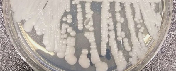 A deadly, drug-resistant fungus has arrived in the US for the first time