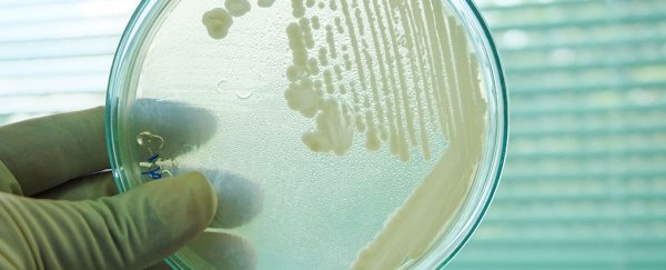 A deadly superfungus is spreading across the world, and we don't know how to stop it