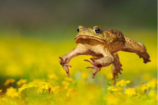 UQ-designed cane toad lure may curb spread thanks to new deal - UQ